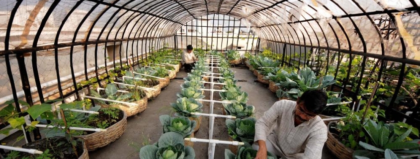 das_sudipto_rooftop_organic_farming