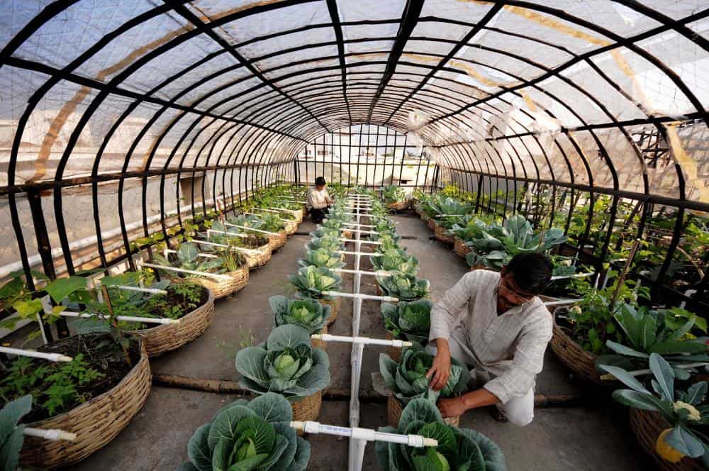 das_sudipto_rooftop_organic_farming